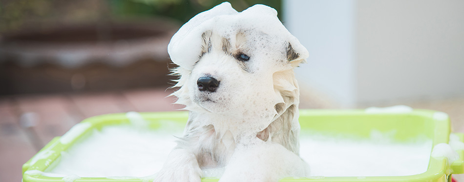 Blue eyes siberian husky puppy taking a Bath Covered in Soapy Bubbles