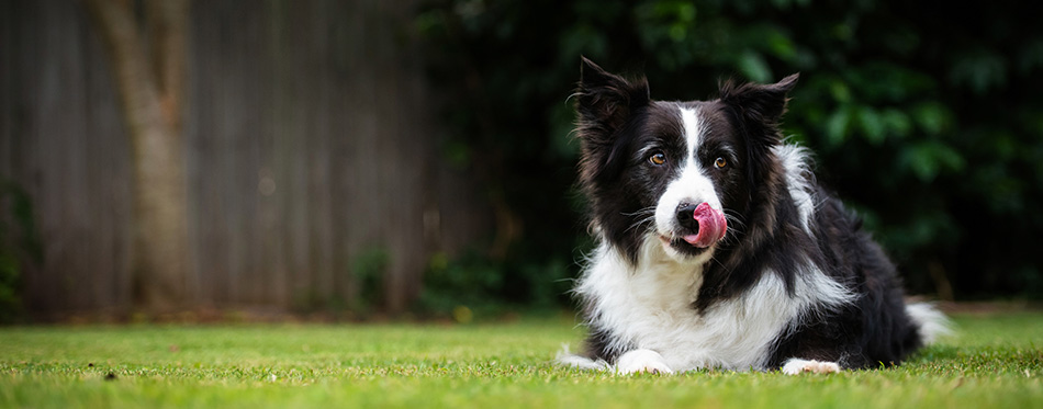 Border Collie dog licking nose