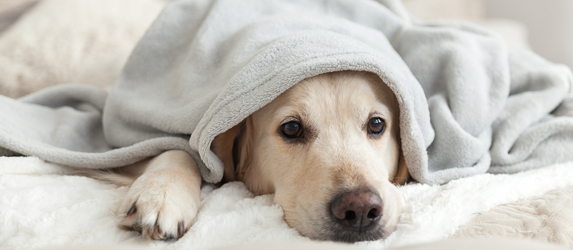 Bored young golden retriever dog under light gray plaid.