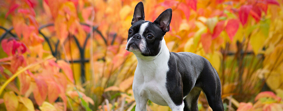 Boston terrier dog female outside.