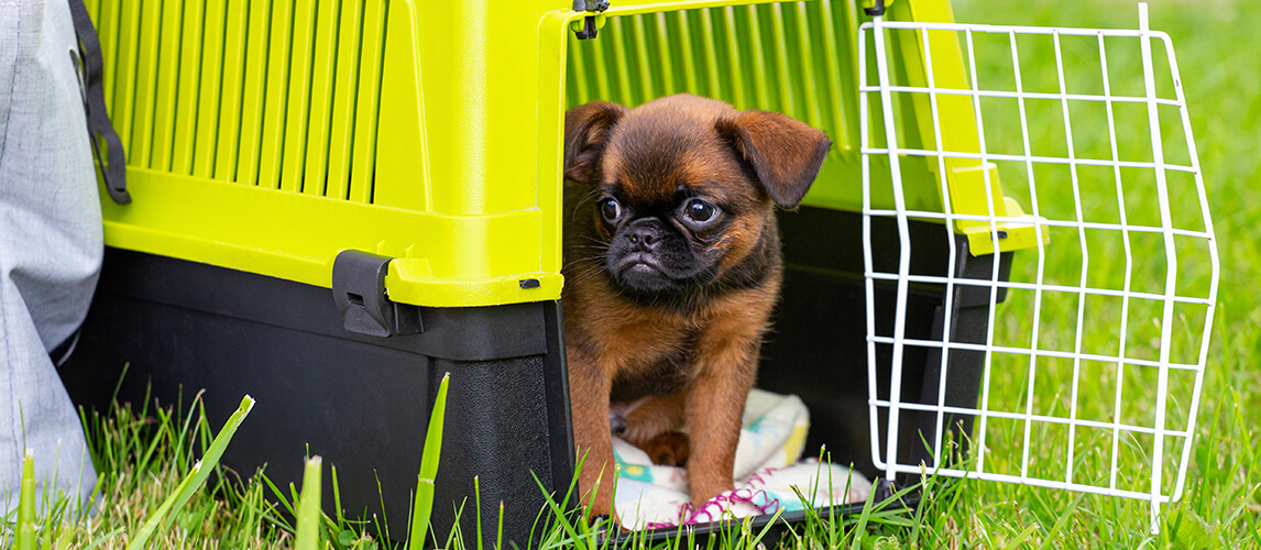 Brown cute Brussels Griffon puppy sitting in a plastic dog carrier outdoors.