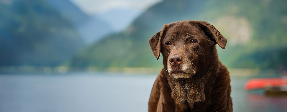 Chocolate Labrador Retriever senior dog against mountain lake