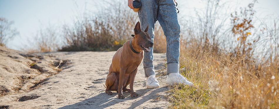 Close up of a calm big dog looking away while sitting outdoors near the legs of his owner