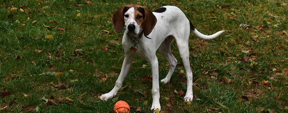 Coonhound in field with ball