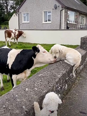 Cow and Pup