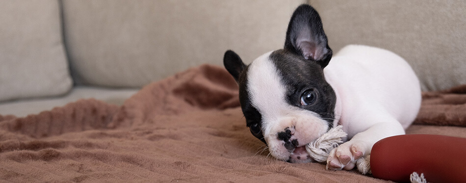 Cute black and white french bulldog puppy chewing toy on a brown blanket