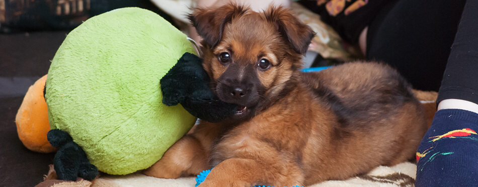 Cute dog on bed, puppy chewing a soft toy, pet