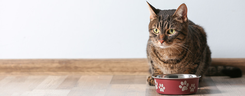 Cute funny cat and bowl with food at home