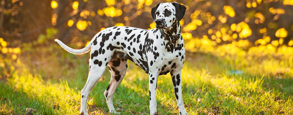 Dalmatian dog at sunset