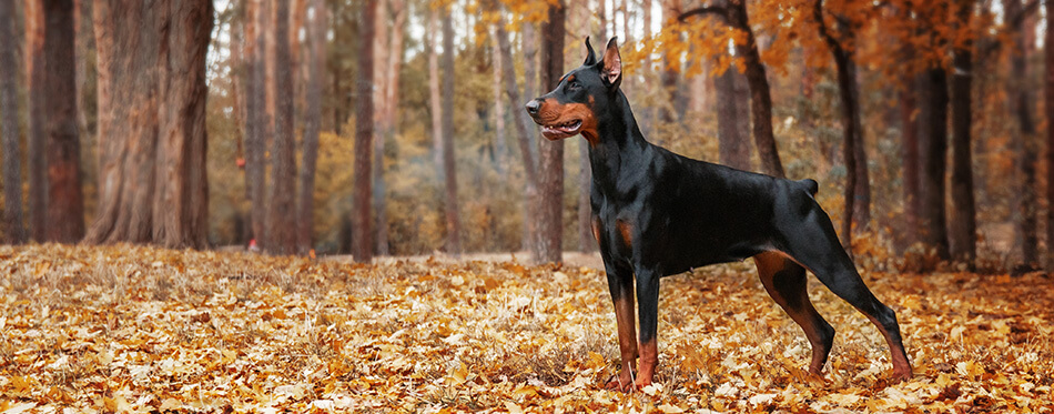 Doberman Pinscher on the background of autumn trees