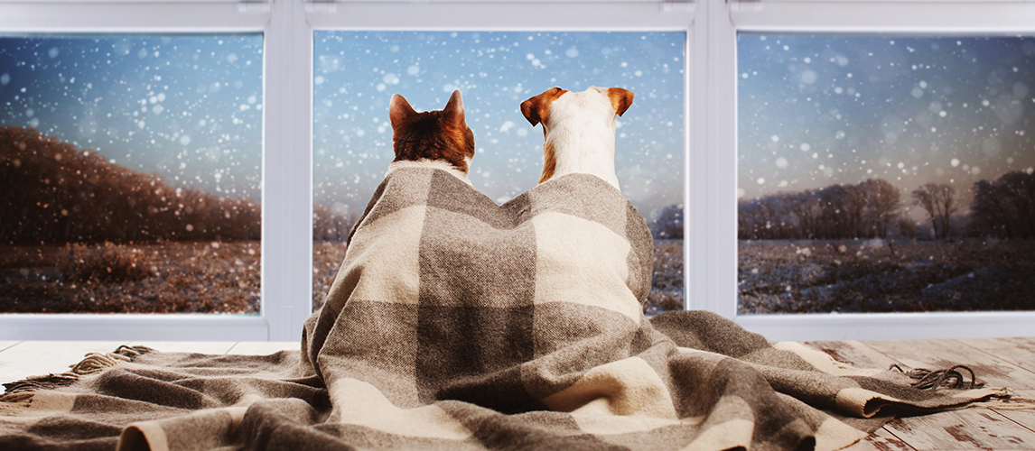 Dog and cat under a plaid looking out the window. Pets sitting with their backs