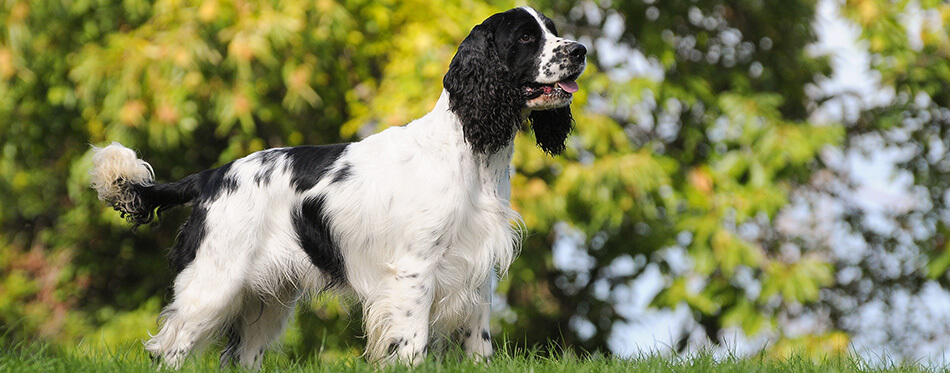 Dog breed English Springer Spaniel in outdoors.