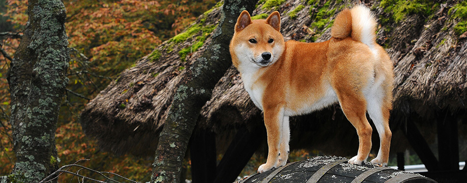 Dog breed red Shiba.