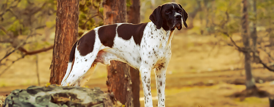 Dog english pointer standing in the wild woods under pine tree