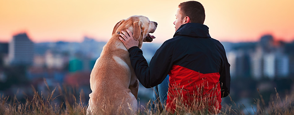 Enjoying sun. Man is caressing yellow labrador retriever.