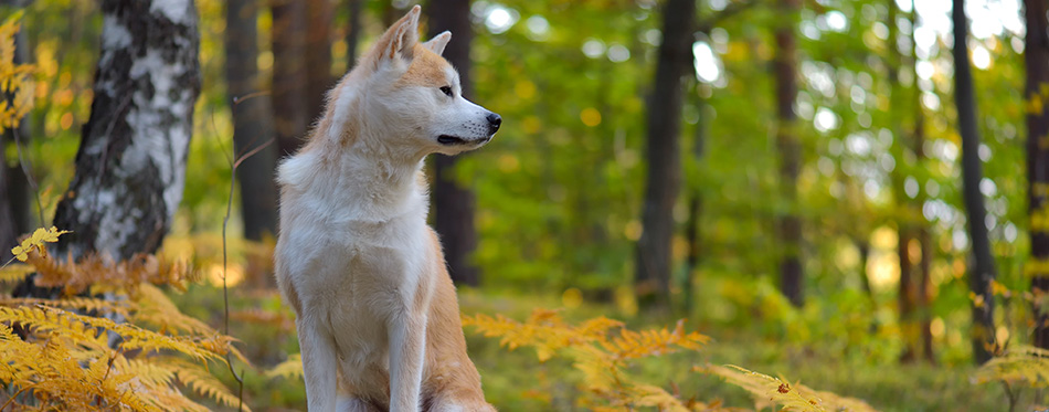 Funny Japanese Dog Akita Inu puppy in autumn forest