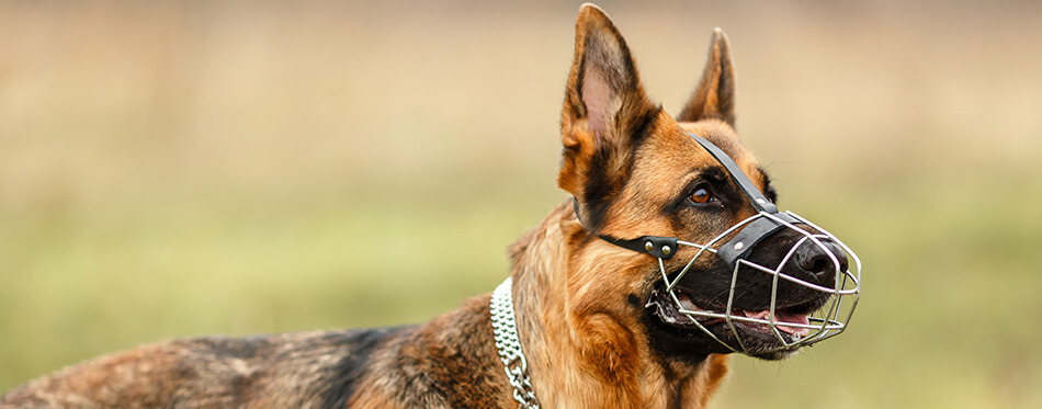 German Shepherd for a walk. The dog is muzzled.