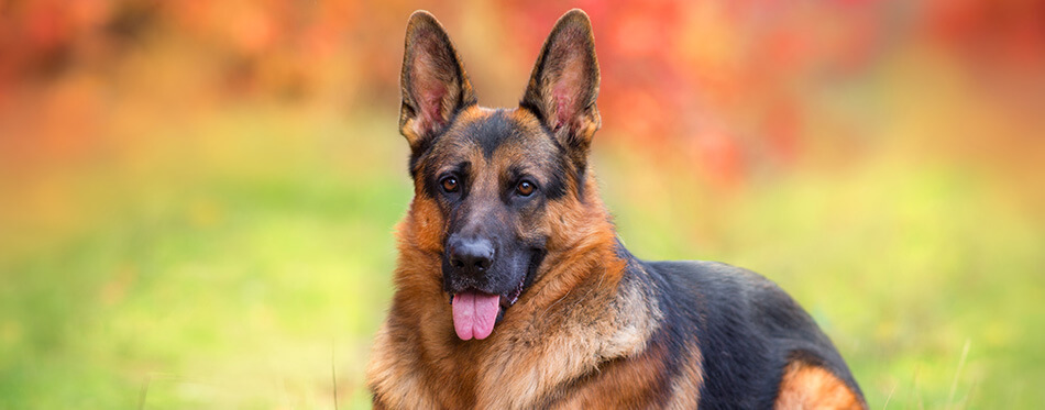 German Shepherd