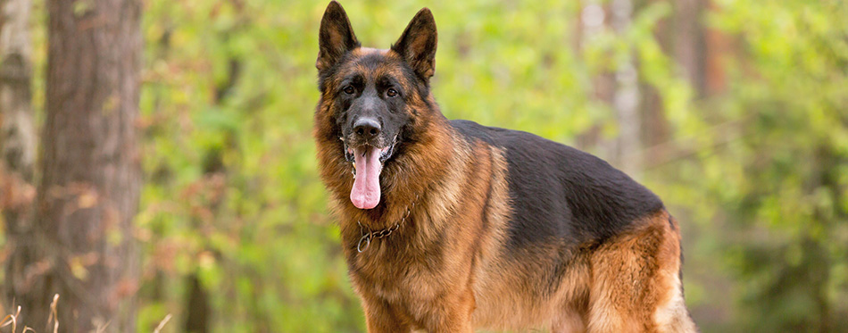 German shepherd standing and looking straight in the camera.