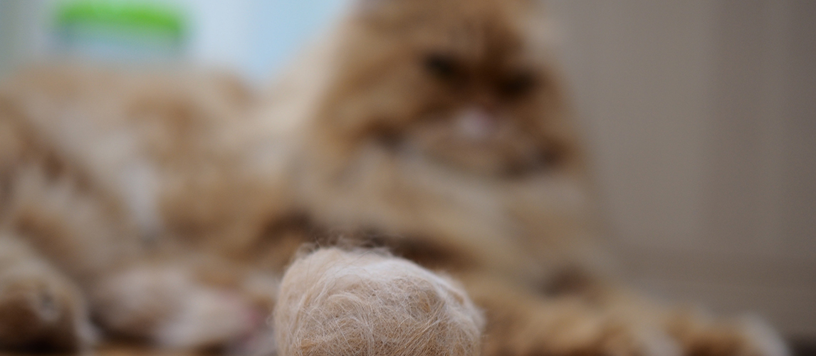 Hairballs in cats. Hairballs occur as a result of your cat grooming and swallowing hair.