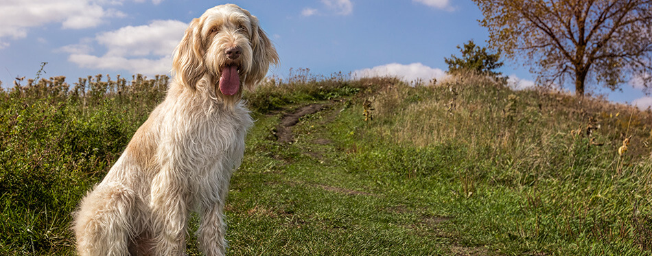 Italian Spinone dog sitting on hillside with beautiful sky and autumn colors.