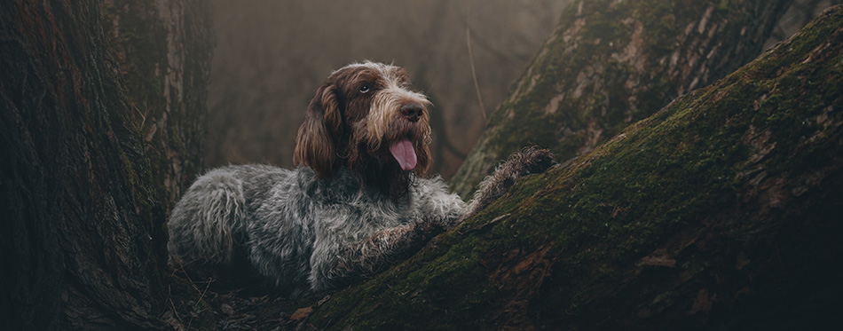 Italian Spinone is hunting