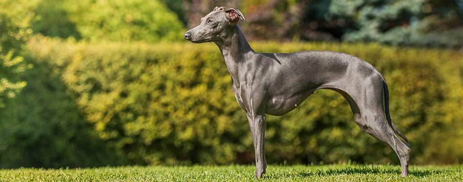 Italian greyhound