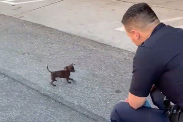 LAPD Officer and a tiny stray puppy on the street