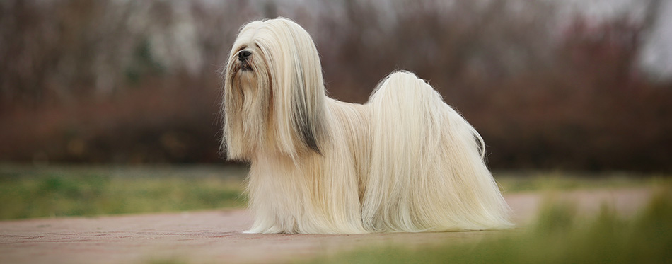 Lhasa Apso