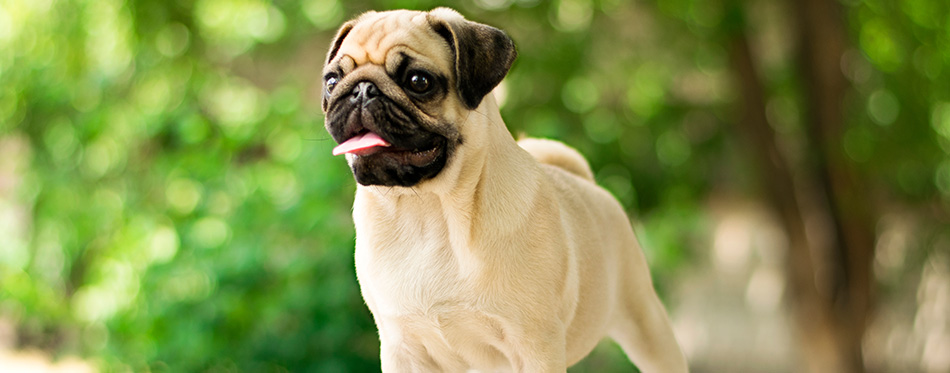 New born pug dog playing outdoors.