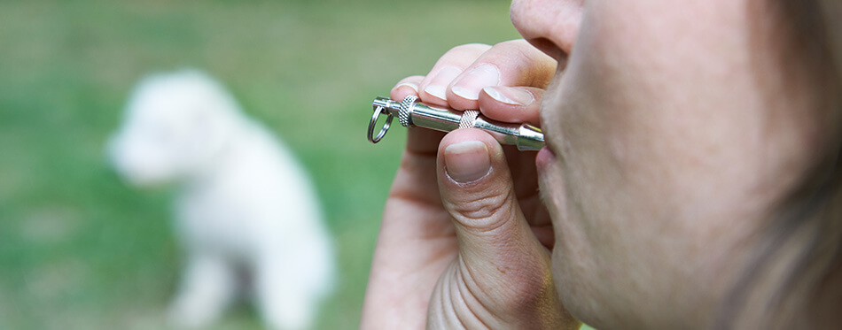 Pet-Owner-Training-Dog-Using-Whistle