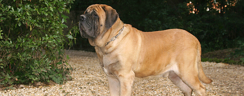 Portrait of a Mastiff Dog in outdoors.