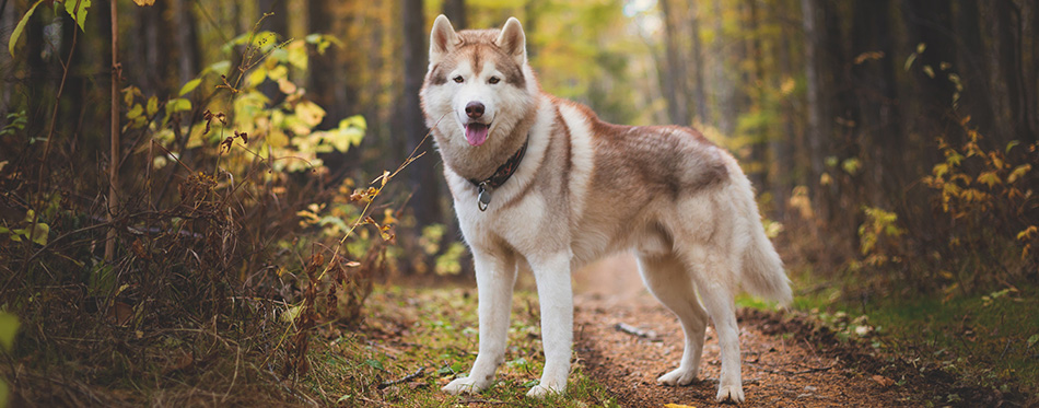 Portrait of gorgeous Siberian Husky dog standing in the bright enchanting fall forest.