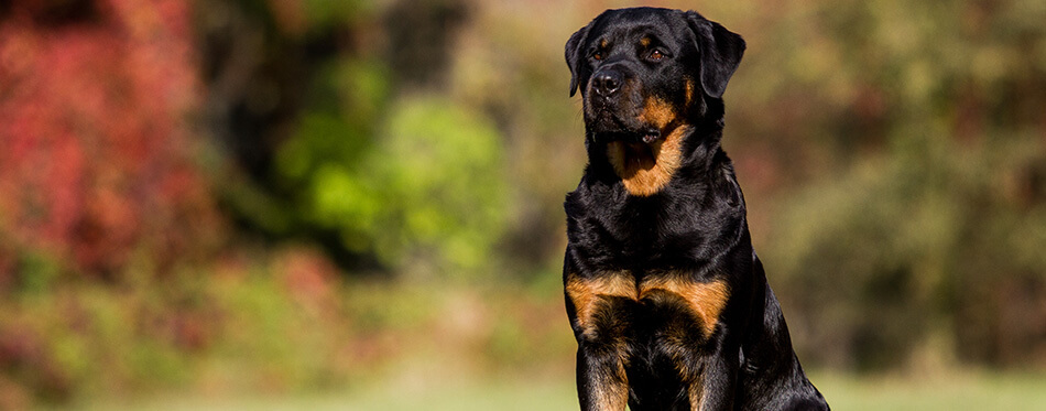 Rotweiler