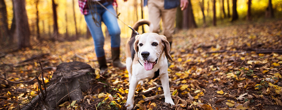 Senior couple with dog on a walk in an autumn forest.