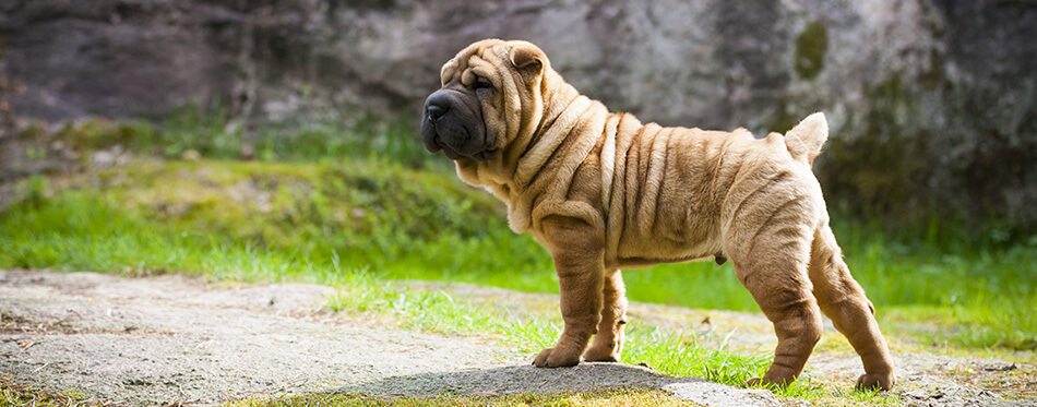 Shar Pei Puppy