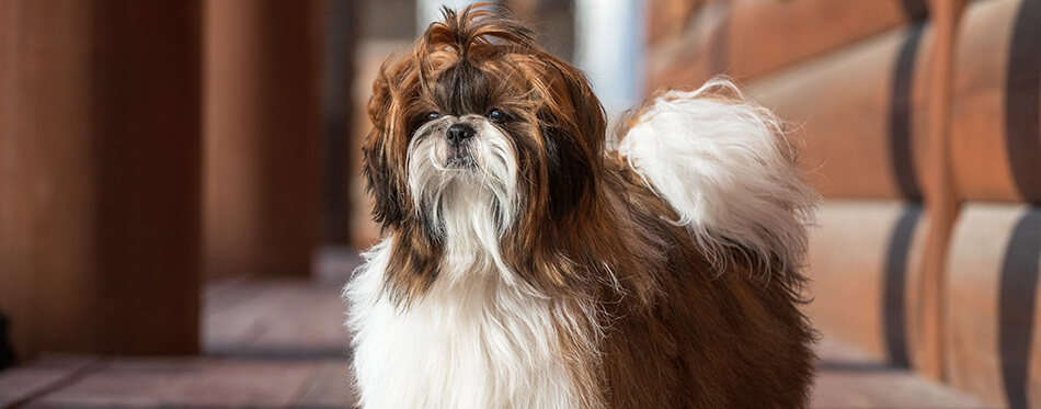 Shih Tzu dog with long groomed hair, outdoor portrait of 9 month old puppy