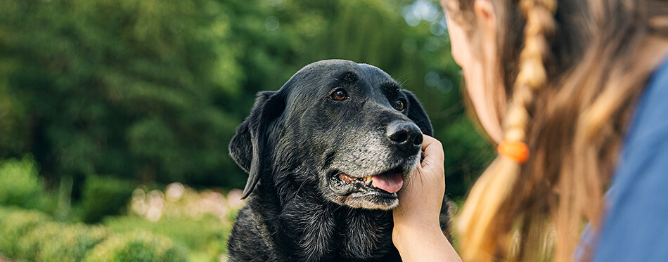 Shot of a Girl with her senior black labrador