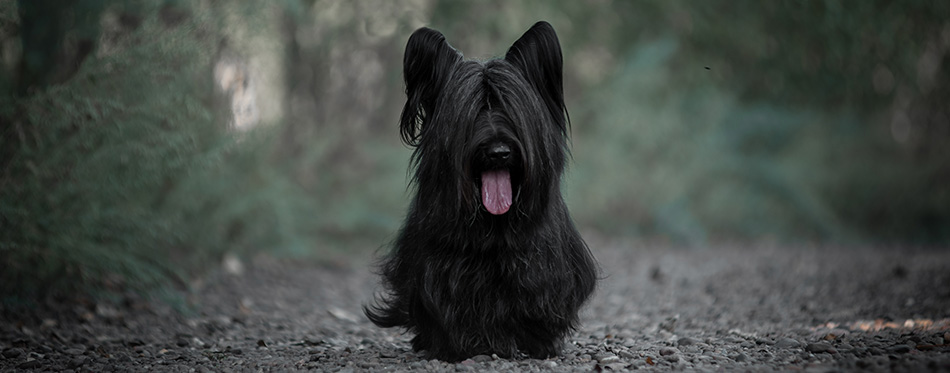 Skye Terrier black walking in the woods.