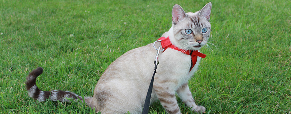 Surprised siamese cat on leash sitting on the grass