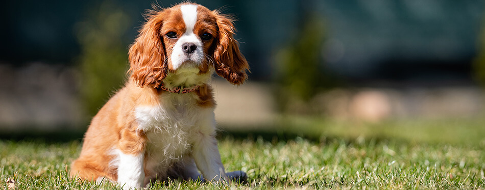 Sweet baby KING CHARLES SPANIEL