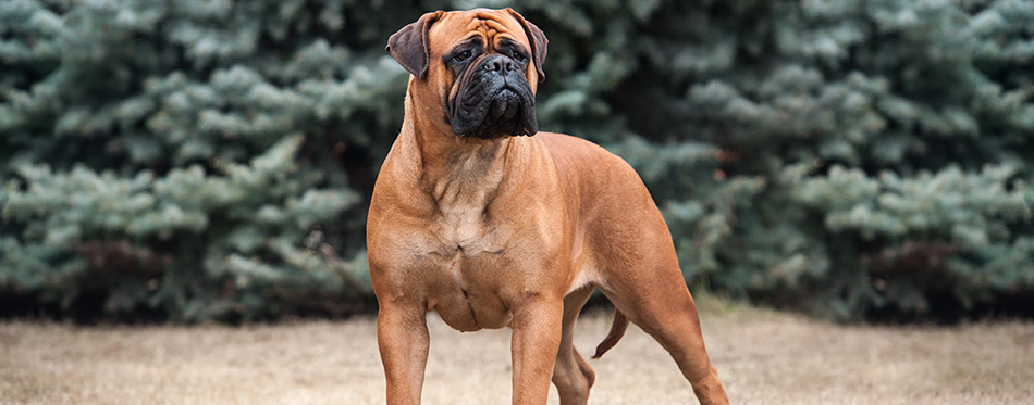 The exterior of the dog stand. Bullmastiff