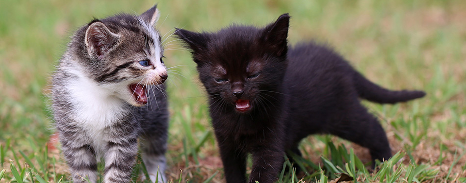 Two cute little kitten strolling along and looking like they are deep in conversation, with one talking and the other listening