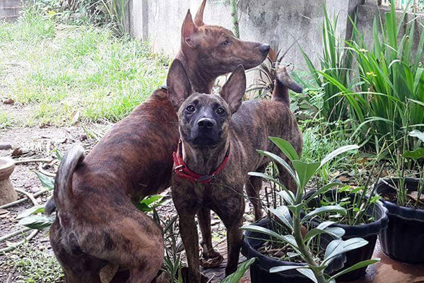 Two dogs in backyard