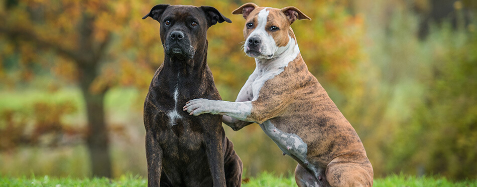 Two funny american staffordshire terrier dogs in autumn