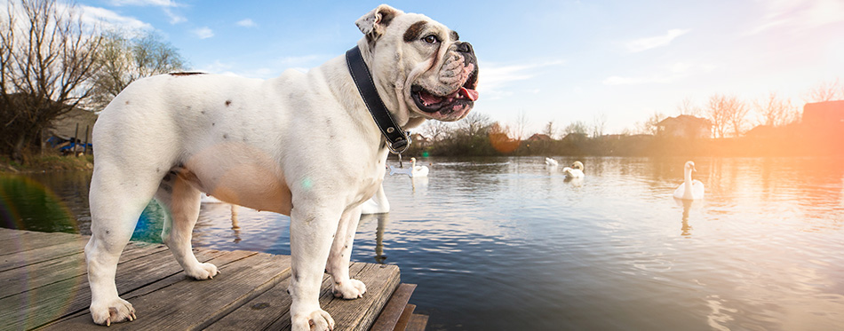 White English Bulldog standing on the dock