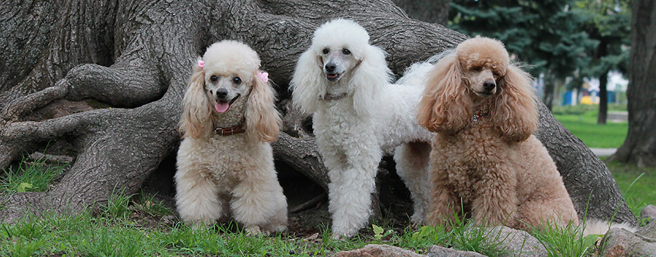 White poodle, poodle beige, brown poodle on a background of an old tree