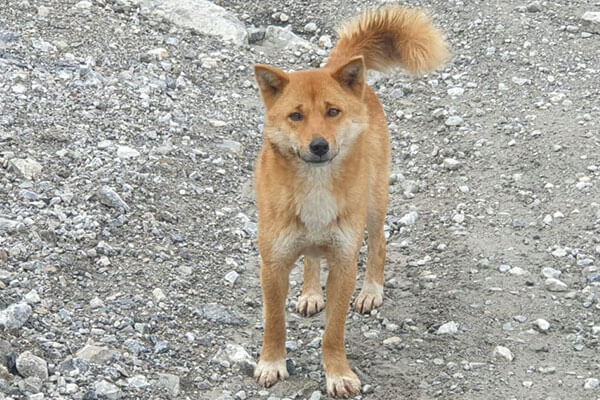 Yellow dog at forest