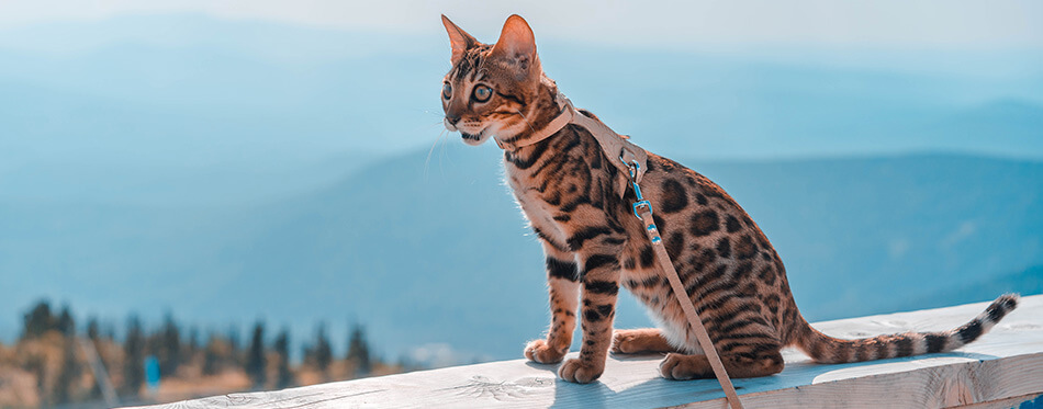 Young bengal cat on a leash on a background of mountains