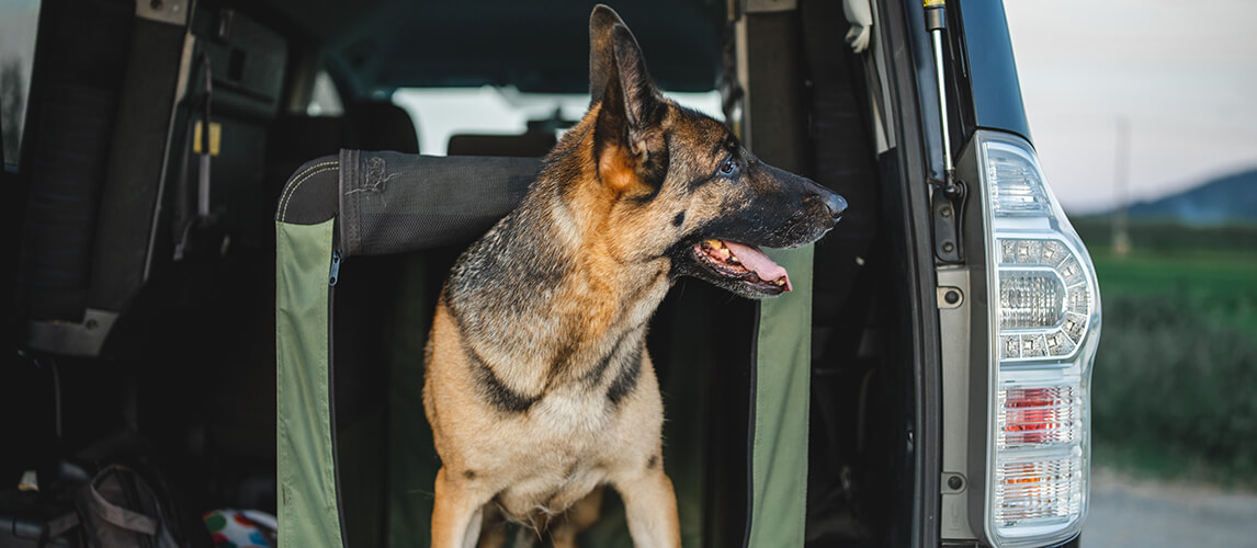 a german shepherd is a soft crate in the car. 